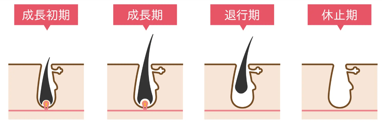 毛周期の画像
